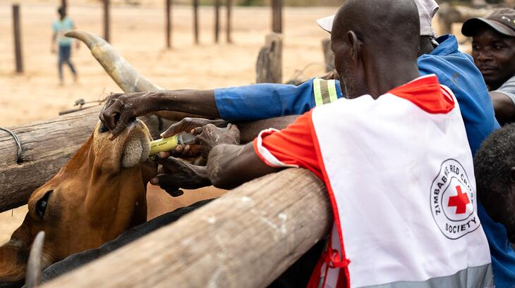 A Zimbabwe 澳洲幸运10官网平台 volunteer assists community members with administering oral medicine to cattle in Siachilaba, Binga district — part of an anticipatory action campaign to protect livestock before the dry season hits. 
